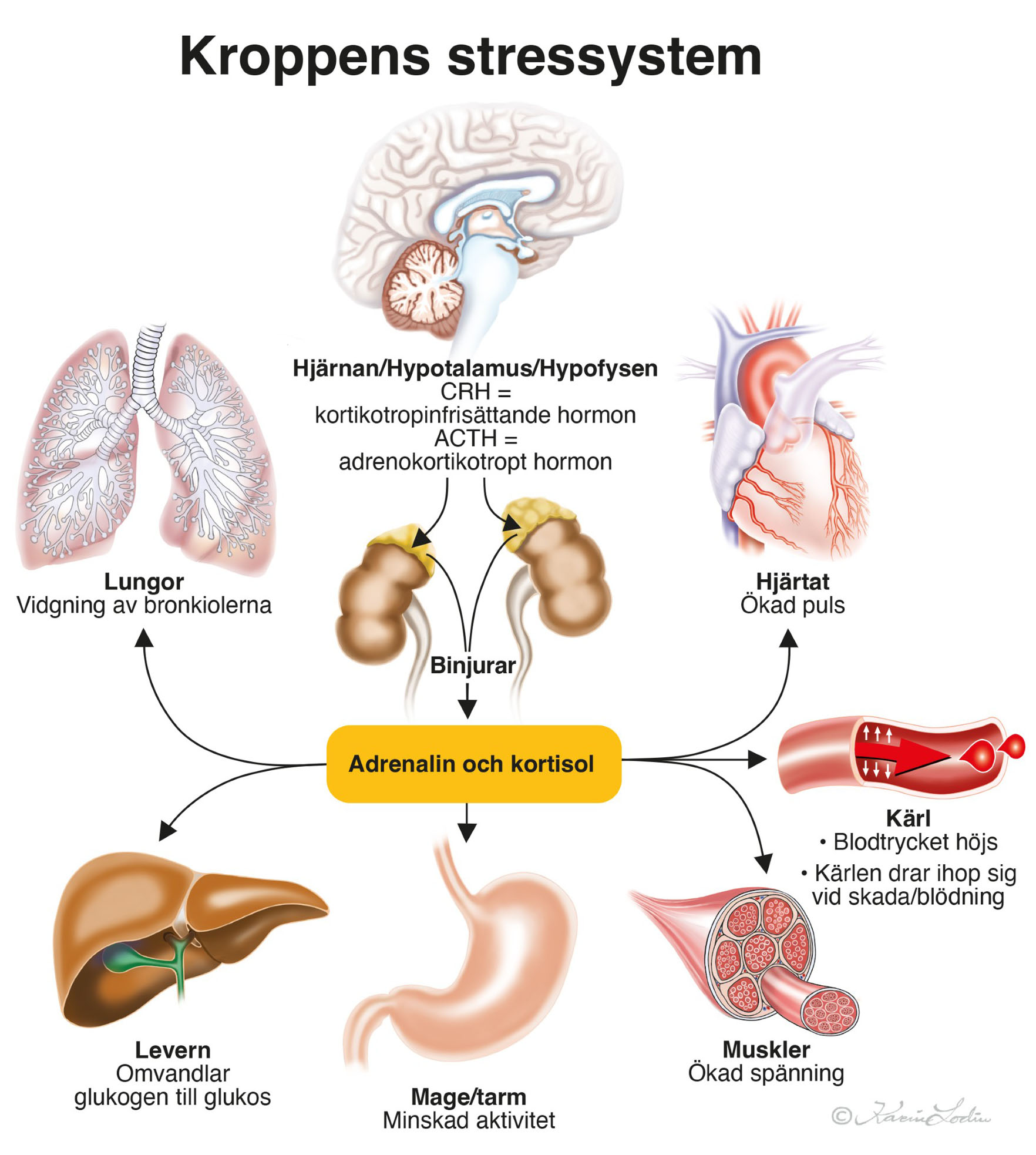 thumbnail_Kroppens stressystem final_2.0.jpg